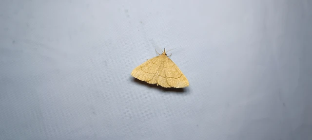 Paracolax tristalis - sárgás karcsúbagoly