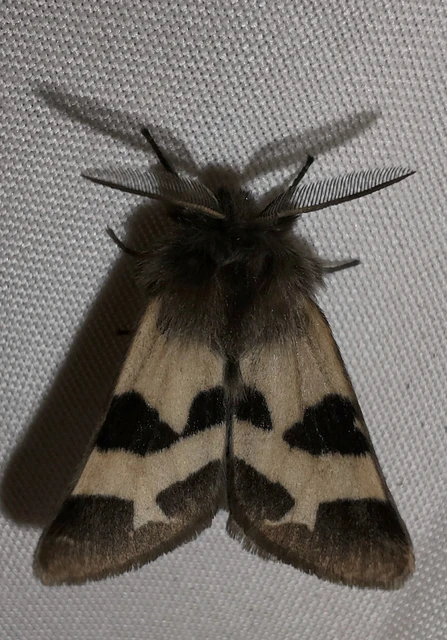 Watsonarctia deserta - tarka medvelepke