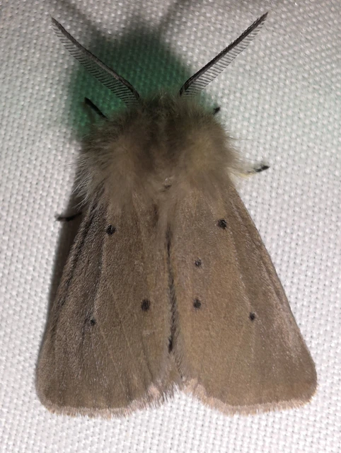 Diaphora mendica - felemás medvelepke