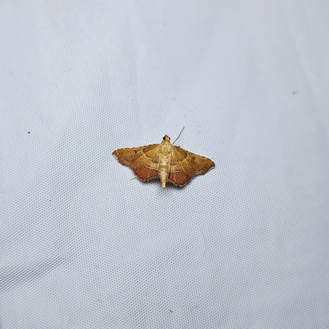 Endotricha flammealis - tüzesszárnyú fényilonca