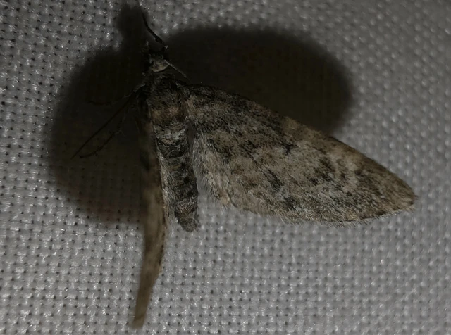 Eupithecia dodoneata - tölgy-törpearaszoló