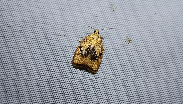 Acleris forsskaleana - juharos levélmoly