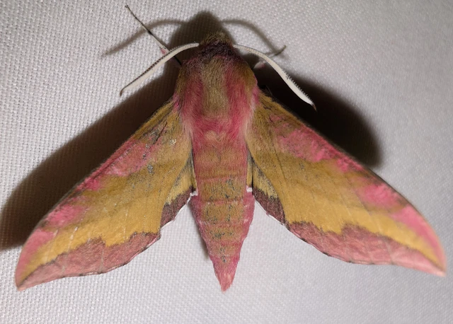 Deilephila porcellus - piros szender