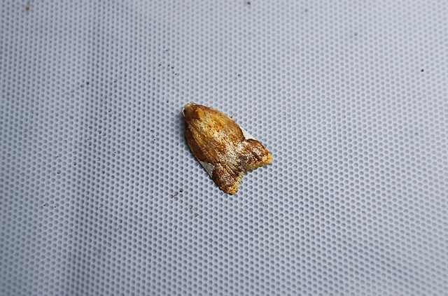 Acleris holmiana - fehérfoltos levélmoly