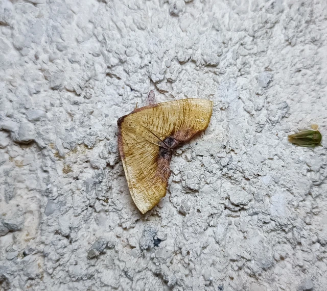 Plagodis dolabraria - baltaszárnyú araszoló