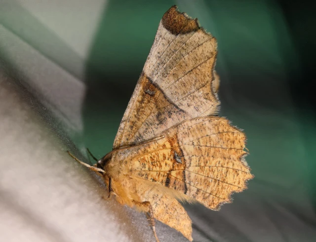Selenia lunularia - egyfoltos holdasaraszoló