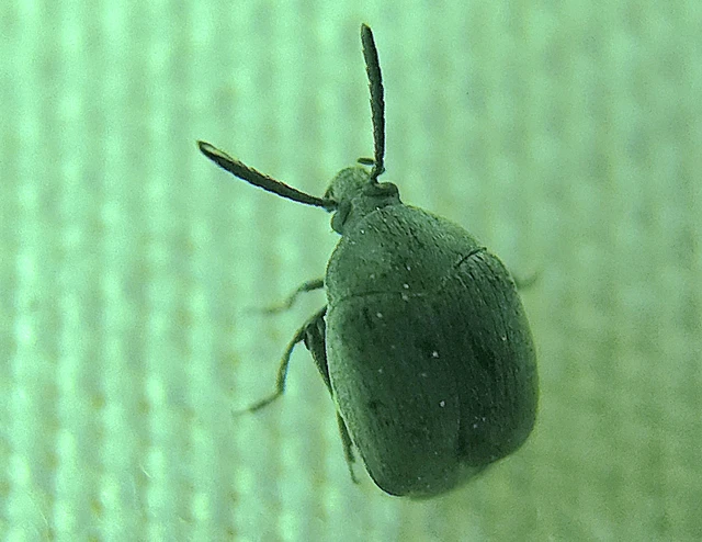 Spermophagus