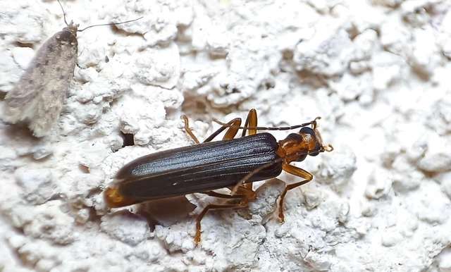 Nacerdes carniolica - karnóliai álcincér