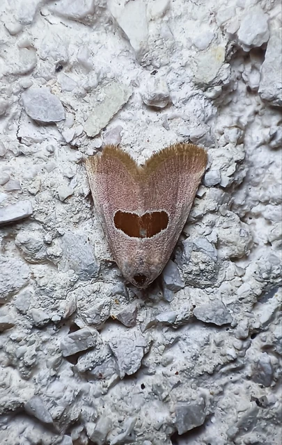 Calymma communimacula - pajzstetűfaló bagoly