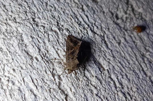 Autographa gamma - gammalepke