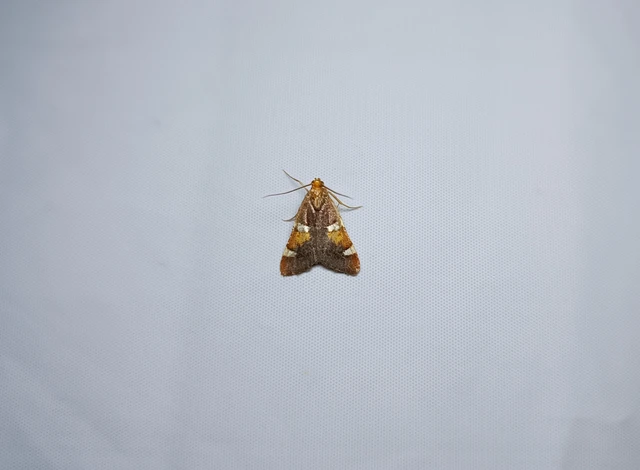 Pyralis regalis - pompás fényilonca