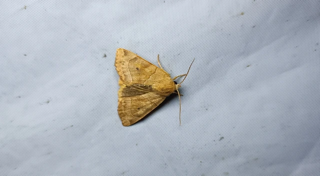 Cosmia trapezina - közönséges lombbagoly