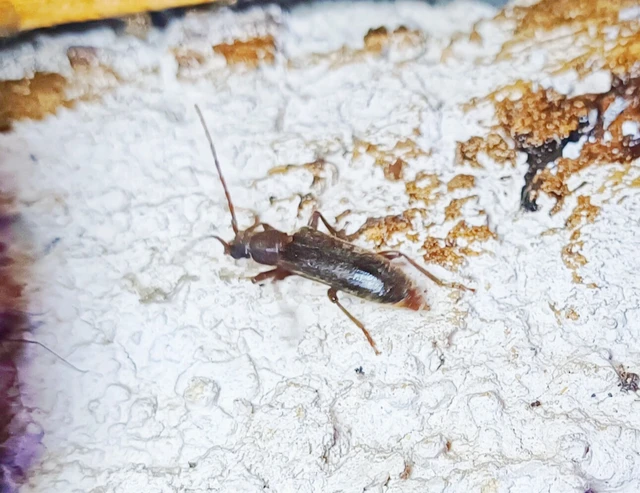 Trichoferus campestris - szállóvendég éjicincér