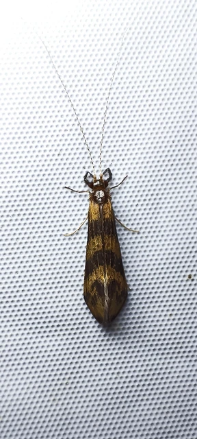 Trichoptera - Tegzesek