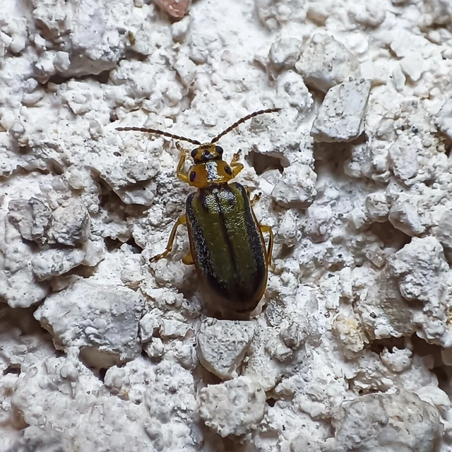 Xanthogalerucella luteola - szilfa-olajosbogár