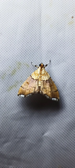 Agrotera nemoralis - ligeti tűzmoly