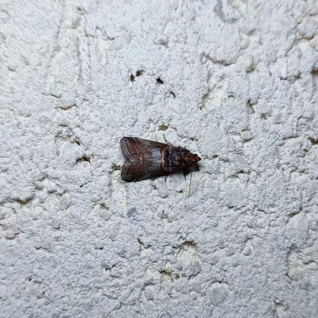 Acrobasis advenella - gerleszínű karcsúmoly