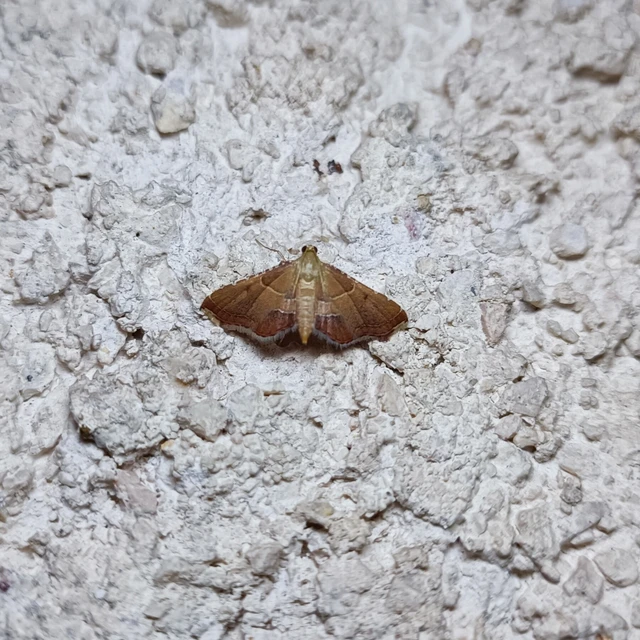 Endotricha flammealis - tüzesszárnyú fényilonca