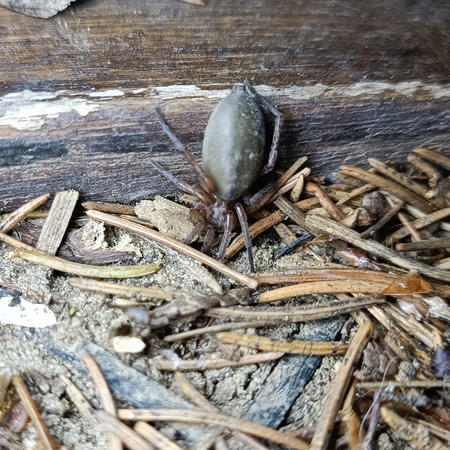 Gnaphosidae - kövipókok