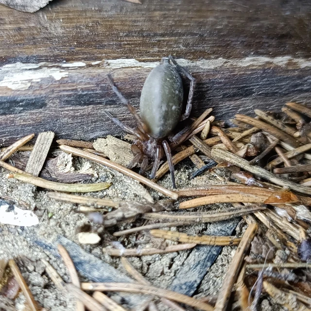 Gnaphosidae - kövipókok
