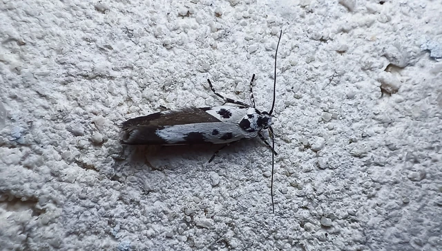 Ethmia quadrillella - gyászos feketemoly