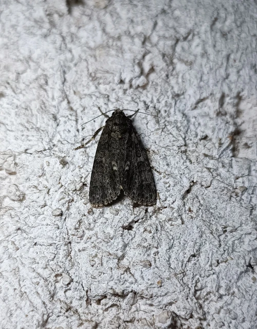 Acronicta rumicis - sóska-szigonyosbagoly Acronicta rumicis - sóska-szigonyosbagoly