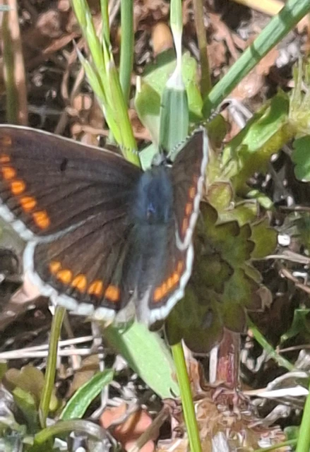 Aricia agestis - szerecsenboglárka