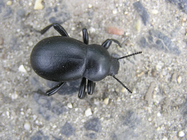 Gnaptor spinimanus - pohos gyászbogár
