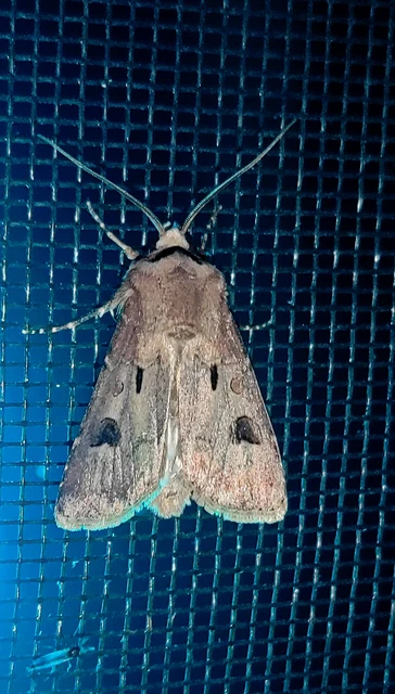Agrotis exclamationis - felkiáltójeles földibagoly