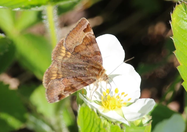 Euclidia glyphica - közönséges nappalibagoly