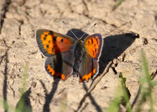 Lycaena phlaeas - közönséges tűzlepke