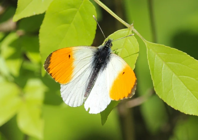 Anthocharis cardamines - hajnalpírlepke