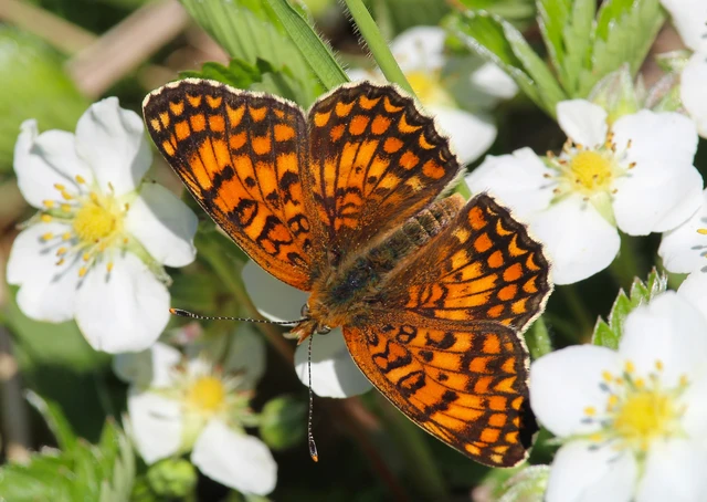 Melitaea phoebe - nagy tarkalepke
