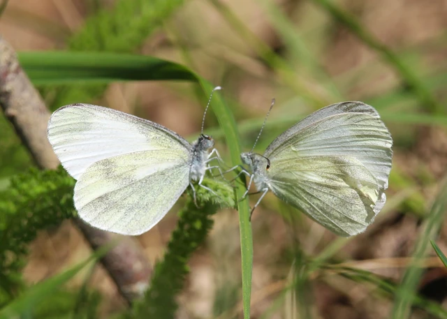 Leptidea sinapis - mustárlepke