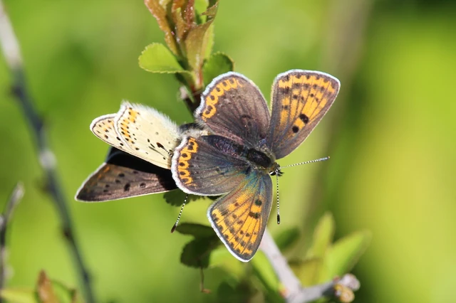Lycaena tityrus - barna tűzlepke