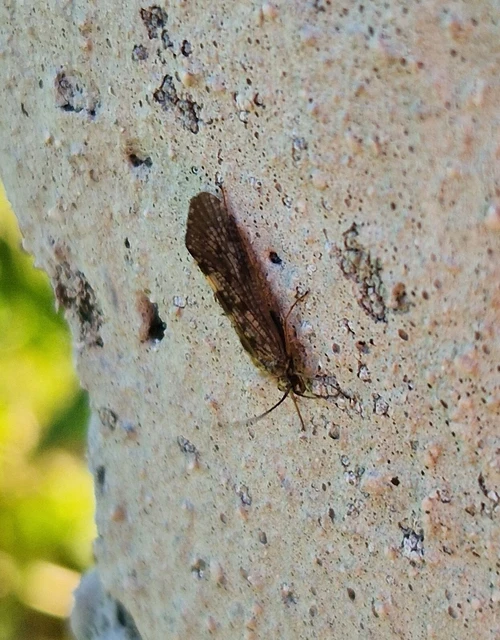 Trichoptera - Tegzesek