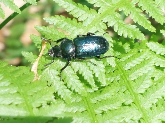 Platycerus caraboides - kis fémesszarvasbogár