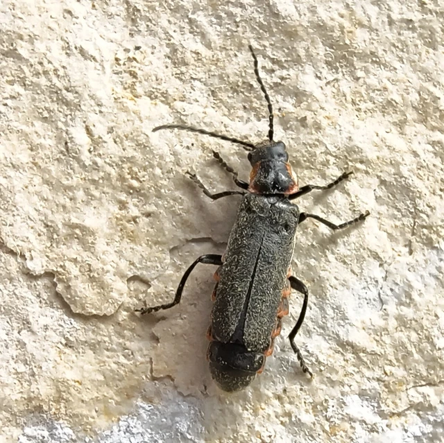Cantharis