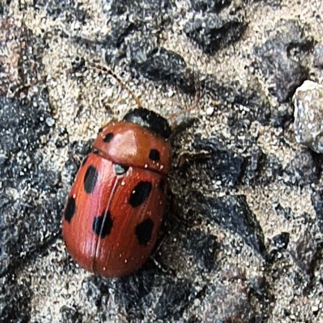 Gonioctena fornicata - közönséges lucernabogár