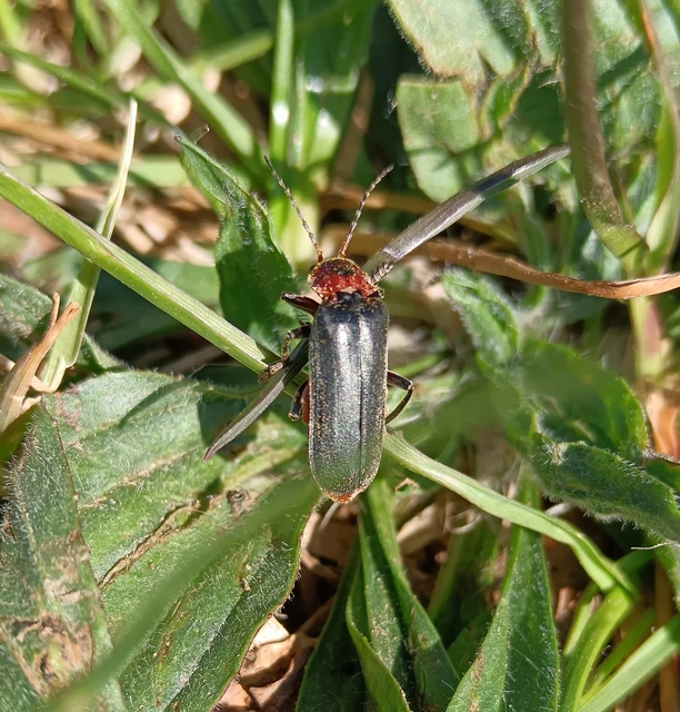 Cantharis rustica - suszterbogár