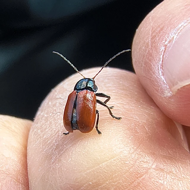 Cryptocephalus coryli - mogyoró-zömökbogár