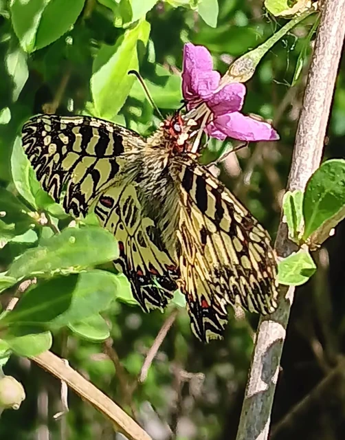 Zerynthia polyxena - farkasalmalepke