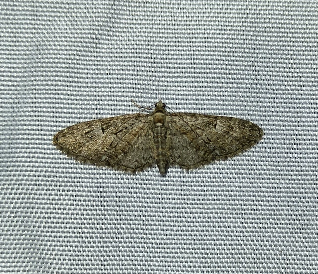 Eupithecia dodoneata - tölgy-törpearaszoló