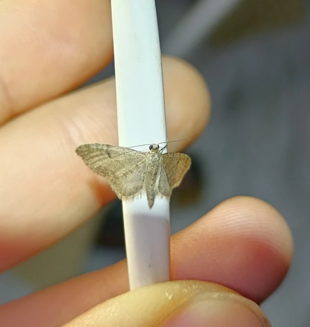 Eupithecia indigata - erdeifenyő-törpearaszoló