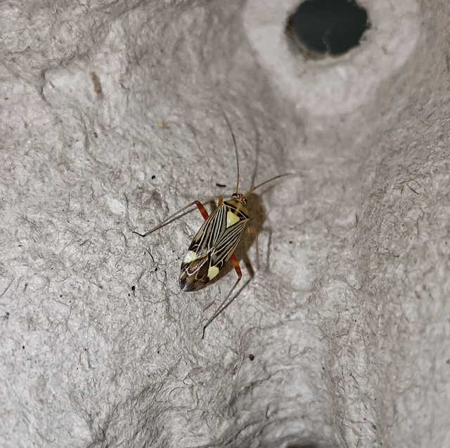 Rhabdomiris striatellus - zebra-mezeipoloska