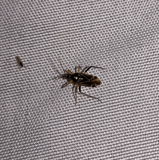 Harpocera thoracica - sarlóscsápú mezeipoloska