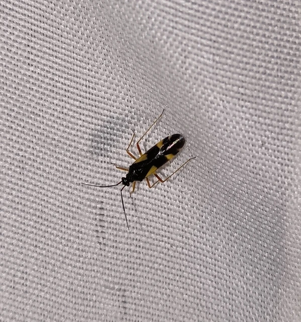 Dryophilocoris flavoquadrimaculatus - sárgafoltos mezeipoloska