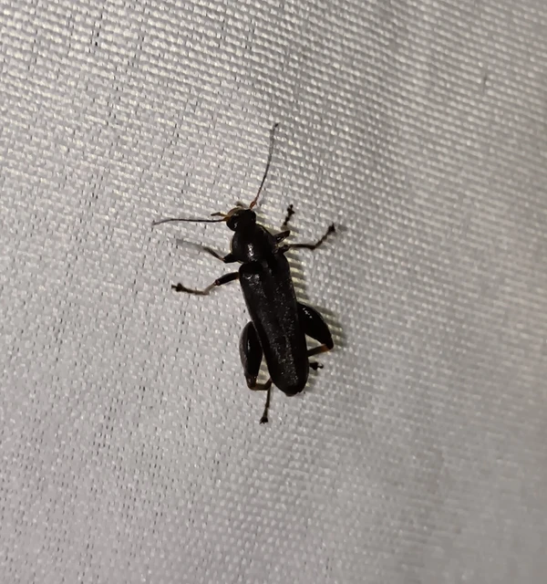 Osphya bipunctata - kétalakú komorka