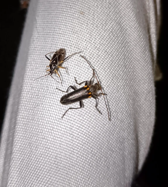 Cortodera humeralis - négyfoltos cserjecincér
