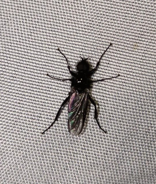 Diptera - Kétszárnyúak